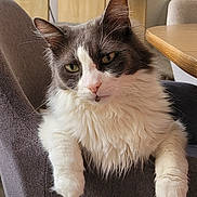 Baya a rejoint le concours — aidez-le/la à gagner de superbes lots ! cat, fluffy, relaxed, indoor, chair, furniture, pet, animal, domestic, whiskers, paws, gray_and_white, cute, mammal, portrait, sitting, feline, cozy, household, calm