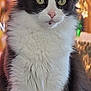 Baya participe au concours pour gagner de l'argent avec cette photo : cat, feline, black_and_white, fluffy, pet, animal, indoors, portrait, whiskers, ears, eyes, sitting, fur, cute, domestic_animal, mammal, closeup, face, alert, calm
