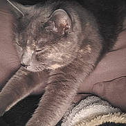 Tiana participe au concours pour gagner de l'argent avec cette photo : cat, sleeping, stretching, grey_cat, feline, pet, cozy, blanket, soft_texture, fur, relaxed, indoor, resting, animal, whiskers, paw, cute, calm, comfort, nap