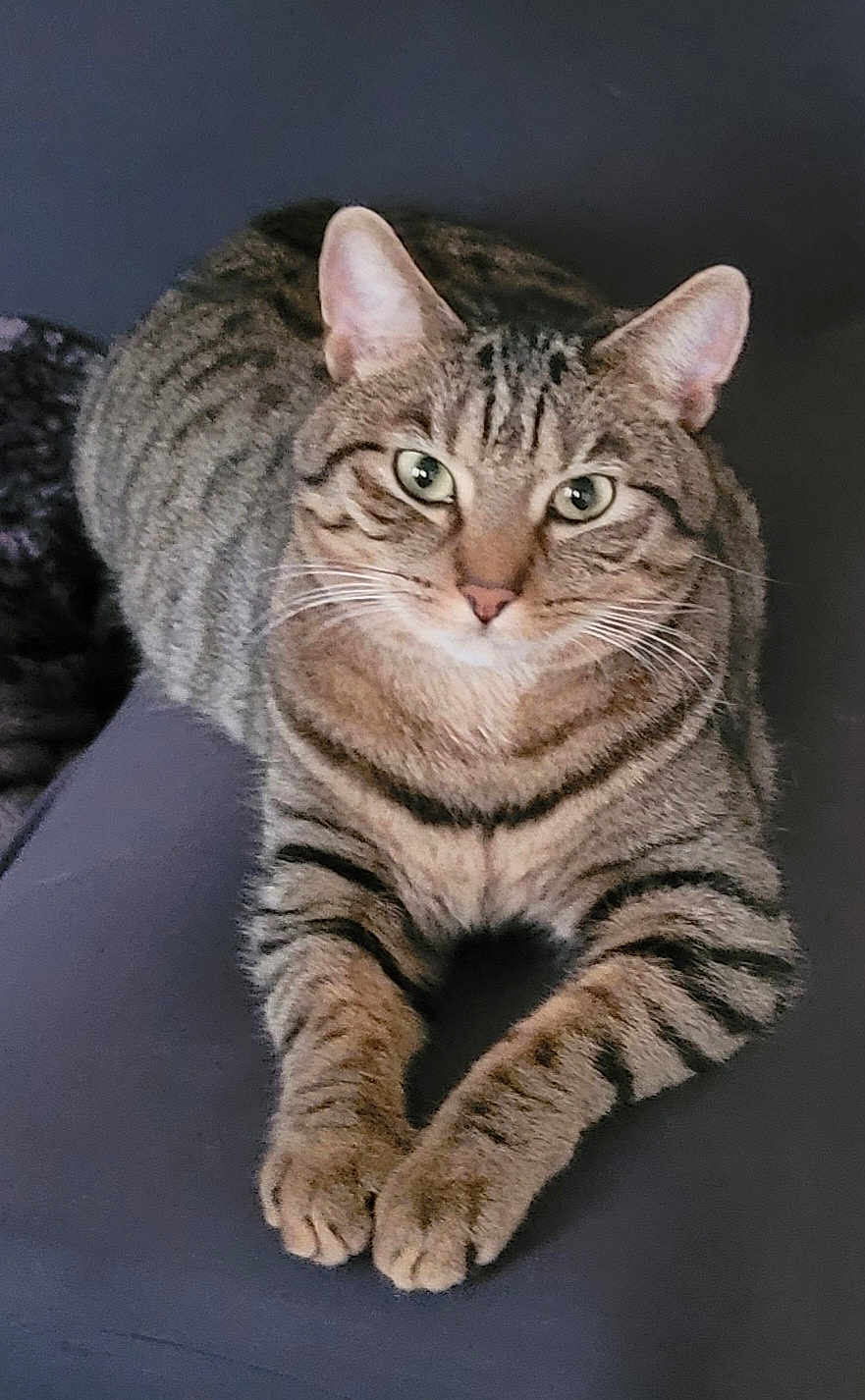 Ulysse participe au concours pour gagner de l'argent avec cette photo : cat, tabby, striped, animal, pet, feline, whiskers, ears, paws, relaxed, indoor, closeup, fur, face, eyes, sleepy, cute, domestic, resting, mammal