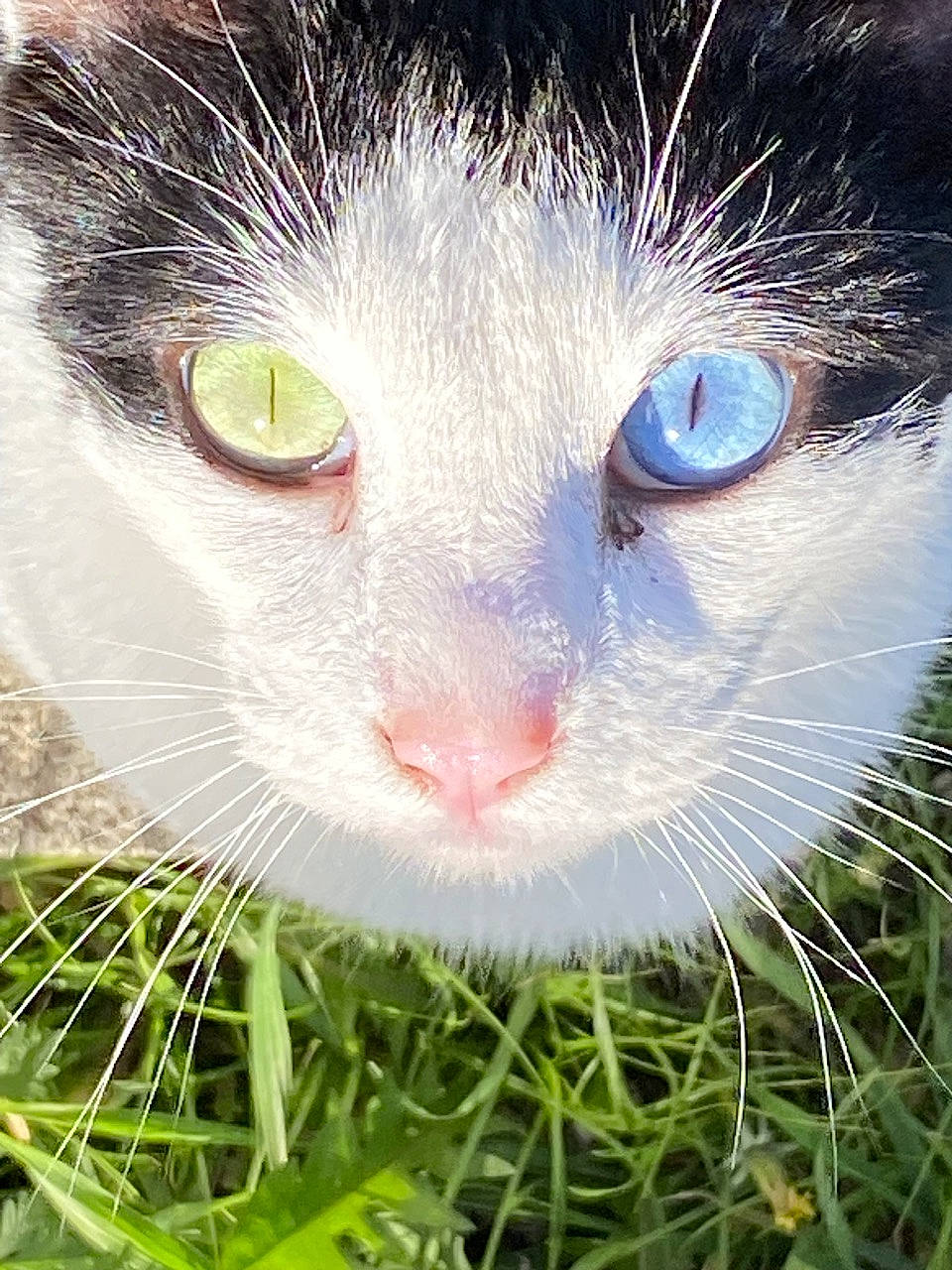 Bubbles joined the competition — help win amazing prizes! carnivore, cat, close_up, curious, domestic_short_haired_cat, felidae, fur, grass, grass_family, groundcover, iris, nose, organism, pet_supply, plant, small_to_medium_sized_cats, snout, terrestrial_animal, vertebrate, whiskers