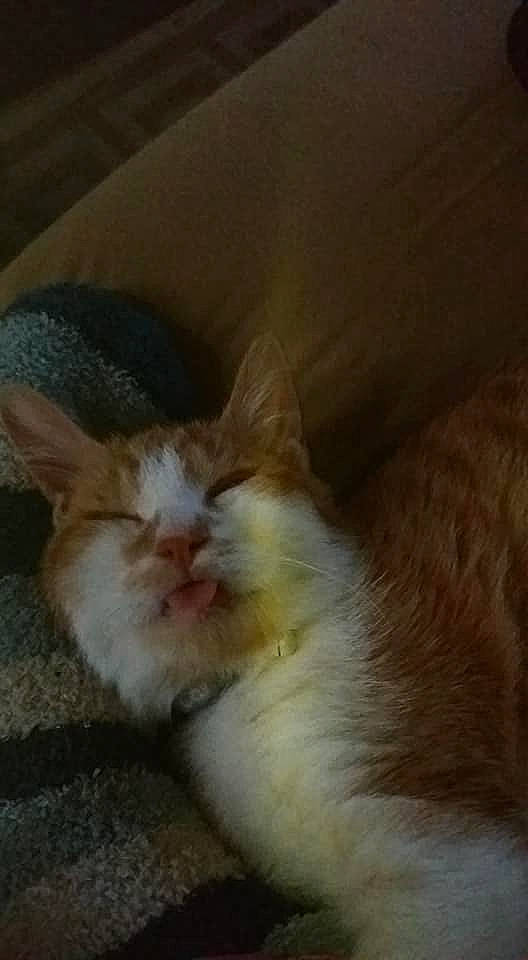 Bbaslan participe au concours pour gagner de l'argent avec cette photo : aegean_cat, carnivore, cat, domestic_long_haired_cat, ear, european_shorthair, fawn, felidae, fur, kitten, nap, norwegian_forest_cat, nose, persian, small_to_medium_sized_cats, snout, tail, turkish_van, whiskers