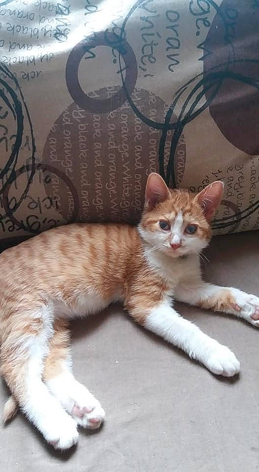 Bbaslan a rejoint le concours — aidez-le/la à gagner de superbes lots ! aegean_cat, american_wirehair, arabian_mau, asian, carnivore, cat, domestic_short_haired_cat, european_shorthair, fawn, felidae, german_rex, kitten, mammal, ojos_azules, small_to_medium_sized_cats, tabby_cat, tail, vertebrate, whiskers