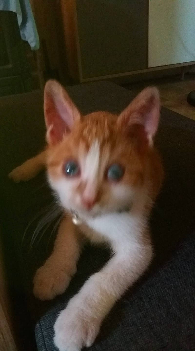 Bbaslan a rejoint le concours — aidez-le/la à gagner de superbes lots ! aegean_cat, arabian_mau, carnivore, cat, domestic_short_haired_cat, ear, european_shorthair, eye, fawn, felidae, german_rex, iris, kitten, mammal, nose, ojos_azules, polydactyl_cat, small_to_medium_sized_cats, vertebrate, whiskers