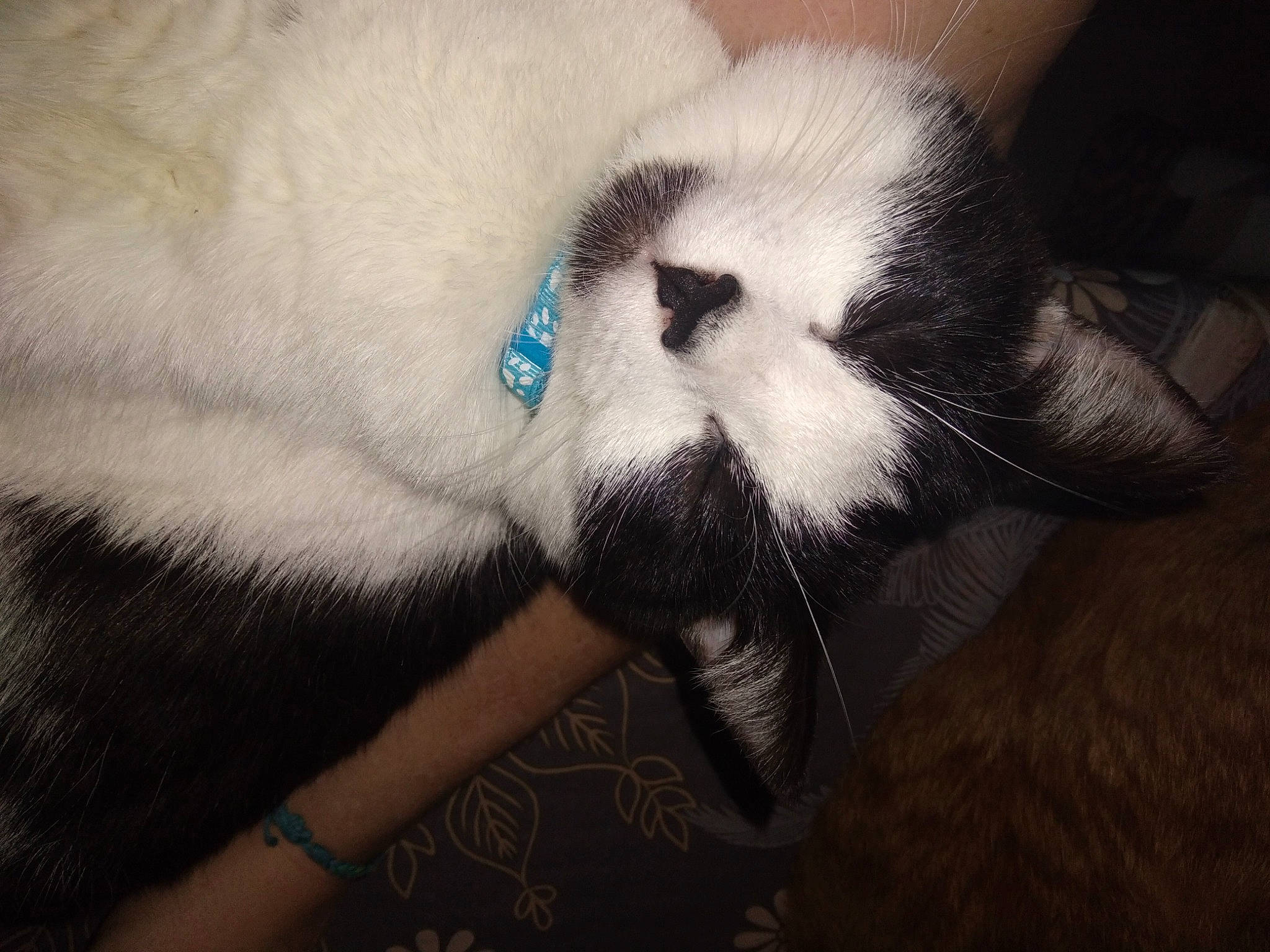 Orea participe au concours pour gagner de l'argent avec cette photo : carnivore, cat, claw, comfort, domestic_short_haired_cat, ear, eyelash, fang, fawn, felidae, fur, head, jaw, moustache, nap, paw, small_to_medium_sized_cats, snout, tail, whiskers