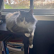 Begbie joined the competition — help win amazing prizes! books, bookshelf, cat, cozy, curtain, daylight, domestic, fluffy, furniture, gray_cat, home, indoor, lounging, magazines, natural_light, pet, plant_outside, relaxed, white_cat, window