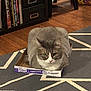 Begbie is registered to the contest to win money with this photo: animal, books, bookshelf, box, cat, cozy, cute, domestic, fluffy, friskies, furniture, gray_cat, home, indoor, meaty_bits, pet, rug, sitting, white_cat, wood_floor