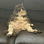cat, chubby, cozy, cute, domestic_animal, fluffy, funny_pose, furry, gray_couch, house_pet, indoor, lazy, living_room, paws, pet, portrait, relaxed, remote_control, sitting, whiskers