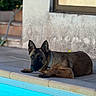 Ghost participe au concours pour gagner de l'argent avec cette photo : animal, belgian_malinois, canine, collar, concrete, curious, daytime, dog, domestic_animal, garden, lying_down, outdoor, pet, pool, relaxed, side_view, summer, sunlight, wall, water