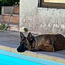 animal, background, brown_fur, calm, collar, concrete, daytime, dog, edge, garden, nature, outdoor, pet, pool, quiet, relaxation, resting, side_view, sunlight, water