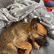 Ghost participe au concours pour gagner de l'argent avec cette photo : animal, blanket, brown_fur, chew_stick, cozy, cute, dog, domestic, furry, gray, indoor, pet, puppy, relaxing, resting, sleeping, small_dog, snuggled, soft_texture, toy