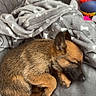 animal, blanket, brown_fur, chew_stick, cozy, cute, dog, domestic, furry, gray, indoor, pet, puppy, relaxing, resting, sleeping, small_dog, snuggled, soft_texture, toy