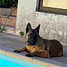 Ghost a rejoint le concours — aidez-le/la à gagner de superbes lots ! alert, animal, belgian_malinois, canine, dog, domestic_animal, garden, hose, laying_down, outdoor, pavement, pet, pool, relaxed, sidewalk, summer, sunlight, wall, water, window