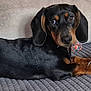 alert, animal, black, blanket, brown, closeup, couch, cozy, dachshund, dog, ears, fur, home, indoor, lying_down, paw, pet, resting, texture, toys