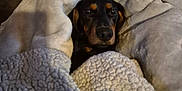 Adès a rejoint le concours — aidez-le/la à gagner de superbes lots ! animal, black, blanket, brown, comfort, couch, cozy, cute, dachshund, dog, fur, home, indoor, pet, relaxation, resting, sleepy, snuggled, soft, wrapped