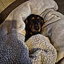 animal, black, blanket, brown, comfort, couch, cozy, cute, dachshund, dog, fur, home, indoor, pet, relaxation, resting, sleepy, snuggled, soft, wrapped