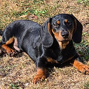 Adès participe au concours pour gagner de l'argent avec cette photo : animal, black_and_tan, canine, companion, cute, dachshund, daylight, dog, ears, friendly, fur, grass, lying_down, nature, outdoor, paw, pet, relaxed, snout, sunlight