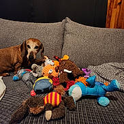 Easy a rejoint le concours — aidez-le/la à gagner de superbes lots ! animal, architecture, baby, beagle, building, canine, couch, cushion, dog, furniture, homedecor, hound, indoors, livingroom, person, pet, plush, puppy, room, toy