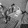 Easy a rejoint le concours — aidez-le/la à gagner de superbes lots ! animal, armchair, beagle, canine, chair, clothing, couch, cushion, dog, furniture, homedecor, hound, linen, person, pet, pillow, pointer, puppy, sleeping, t_shirt