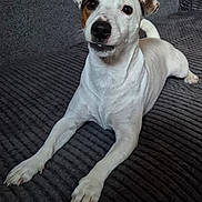 Vegas a rejoint le concours — aidez-le/la à gagner de superbes lots ! animal, brown_patch, canine, companion, couch, curious, cute, dog, domestic, furniture, indoor, living_room, looking_up, paw, pet, relaxed, resting, short_hair, texture, white_dog