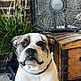 dog, indoor, plant, fan, wooden_chest, brindle_coat, white_coat, pet, animal, face, ears, collar, floor, brick_wall, furniture, portrait, sitting, looking, curious, domestic