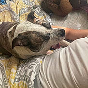 Frankie is registered to the contest to win money with this photo: animal, arm, bedspread, brindle, brown, casual, closeup, comfort, cozy, dog, fabric, furniture, gray, indoor, patterned, person, pet, plush_toy, resting, yellow