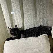 Arden participe au concours pour gagner de l'argent avec cette photo : cat, black_cat, yellow_eyes, cushion, white_cushion, curtains, indoor, pet, feline, relaxed, resting, fur, animal, window_light, cozy, domestic, laying, quiet, soft_light, home