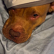 Jada is registered to the contest to win money with this photo: animal, blanket, brown_dog, canine, close_up, comfort, companion, cozy, dog, ears, fabric, face, fur, indoor, pet, portrait, resting, sleepy, snout, soft_texture