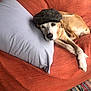 dog, cap, couch, pillow, orange, gray, relaxed, indoor, pet, resting, fur, animal, lying_down, cozy, carpet, colorful, homedecor, living_room, comfortable, casual