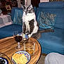 cat, couch, blue_couch, coffee_table, glass, red_wine, whiskey, crackers, olives, bowl, nuts, pillow, patterned_pillow, bookshelf, books, living_room, wooden_table, floor_rug, wallpaper, person_leg