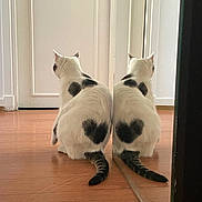 Simone a rejoint le concours — aidez-le/la à gagner de superbes lots ! animal, back_view, black_spots, calm, cat, cute, domestic_cat, feline, fur, heart_shaped_mark, indoor, mirror, pet, quiet, reflection, sitting, symmetry, tail, white_cat, wooden_floor