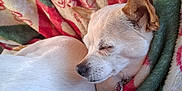 Mercy is registered to the contest to win money with this photo: dog, sleeping, blanket, cozy, pet, fur, closeup, resting, indoors, comfort, warm, small_dog, white_fur, brown_ears, collar, peaceful, soft_texture, patterned_blanket, relaxed, animal