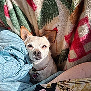 Mercy joined the competition — help win amazing prizes! dog, small_dog, pet, blanket, furry, cozy, sunlight, collar, tag, indoor, resting, cute, animal, ears, face, fur, home, comfort, pattern, fabric