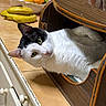 Milka participe au concours pour gagner de l'argent avec cette photo : bananas, black_and_white_cat, bread_box, cat, citrus_fruits, close_up, cozy, curious, domestic_scene, feline, fruit_bowl, green_eyes, household, indoor, kitchen_counter, peeking, pet, relaxed, tile_countertop, wooden_furniture