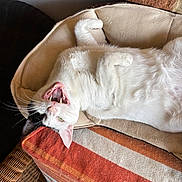 Milka participe au concours pour gagner de l'argent avec cette photo : animal, bed, black_patch, blanket, cat, cozy, cream, fur, furniture, indoor, mouth_open, orange, pet, relaxed, resting, striped, teeth, white_cat, wicker_chair, yawning