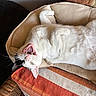animal, bed, black_patch, blanket, cat, cozy, cream, fur, furniture, indoor, mouth_open, orange, pet, relaxed, resting, striped, teeth, white_cat, wicker_chair, yawning
