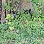 Guccy a rejoint le concours — aidez-le/la à gagner de superbes lots ! cat, black_cat, grass, trees, foliage, plants, nature, outdoor, wildlife, camouflage, hiding, quiet, greenery, trunks, leaves, shadows, natural, environment, animal, stealth