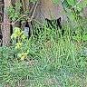 cat, black_cat, grass, trees, foliage, plants, nature, outdoor, wildlife, camouflage, hiding, quiet, greenery, trunks, leaves, shadows, natural, environment, animal, stealth
