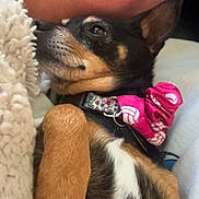 Lexi is registered to the contest to win money with this photo: dog, small_dog, lying_down, collar, bow, pink, blanket, arm, fur, relaxed, pet, animal, cute, indoor, close_up, resting, black_fur, brown_fur, white_fur, companion