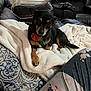 Lexi joined the competition — help win amazing prizes! dog, blanket, couch, leather_furniture, window, closed_blinds, indoor, pet, collar, flower_accessory, resting, cozy, living_room, patterned_cushion, curious, small_dog, fur, paw, person_clothing, soft_texture
