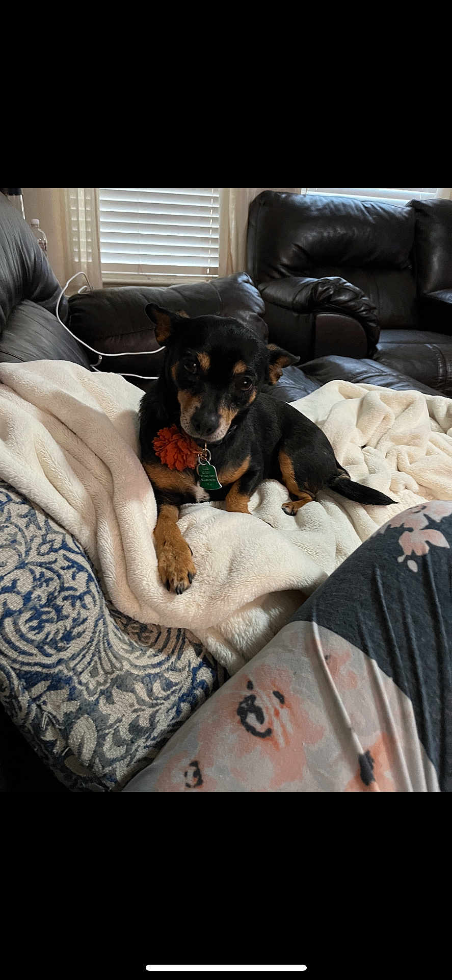 Lexi joined the competition — help win amazing prizes! dog, blanket, couch, leather_furniture, window, closed_blinds, indoor, pet, collar, flower_accessory, resting, cozy, living_room, patterned_cushion, curious, small_dog, fur, paw, person_clothing, soft_texture