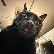 Acuña joined the competition — help win amazing prizes! black_cat, cat, indoor, pet, whiskers, close_up, curious, tongue_out, wide_eyes, fur, animal, face, domestic_cat, looking_up, attention, household, cute, playful, portrait, feline