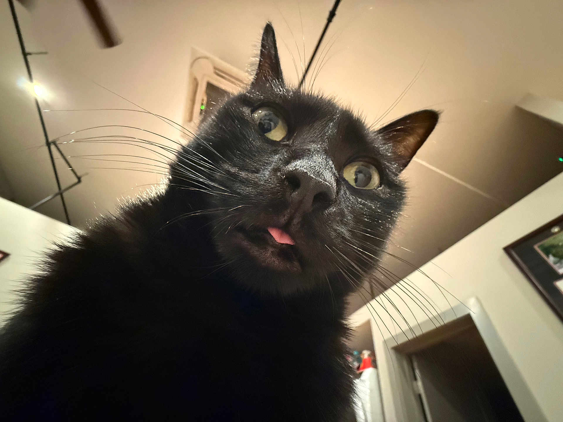 Acuña joined the competition — help win amazing prizes! black_cat, cat, indoor, pet, whiskers, close_up, curious, tongue_out, wide_eyes, fur, animal, face, domestic_cat, looking_up, attention, household, cute, playful, portrait, feline