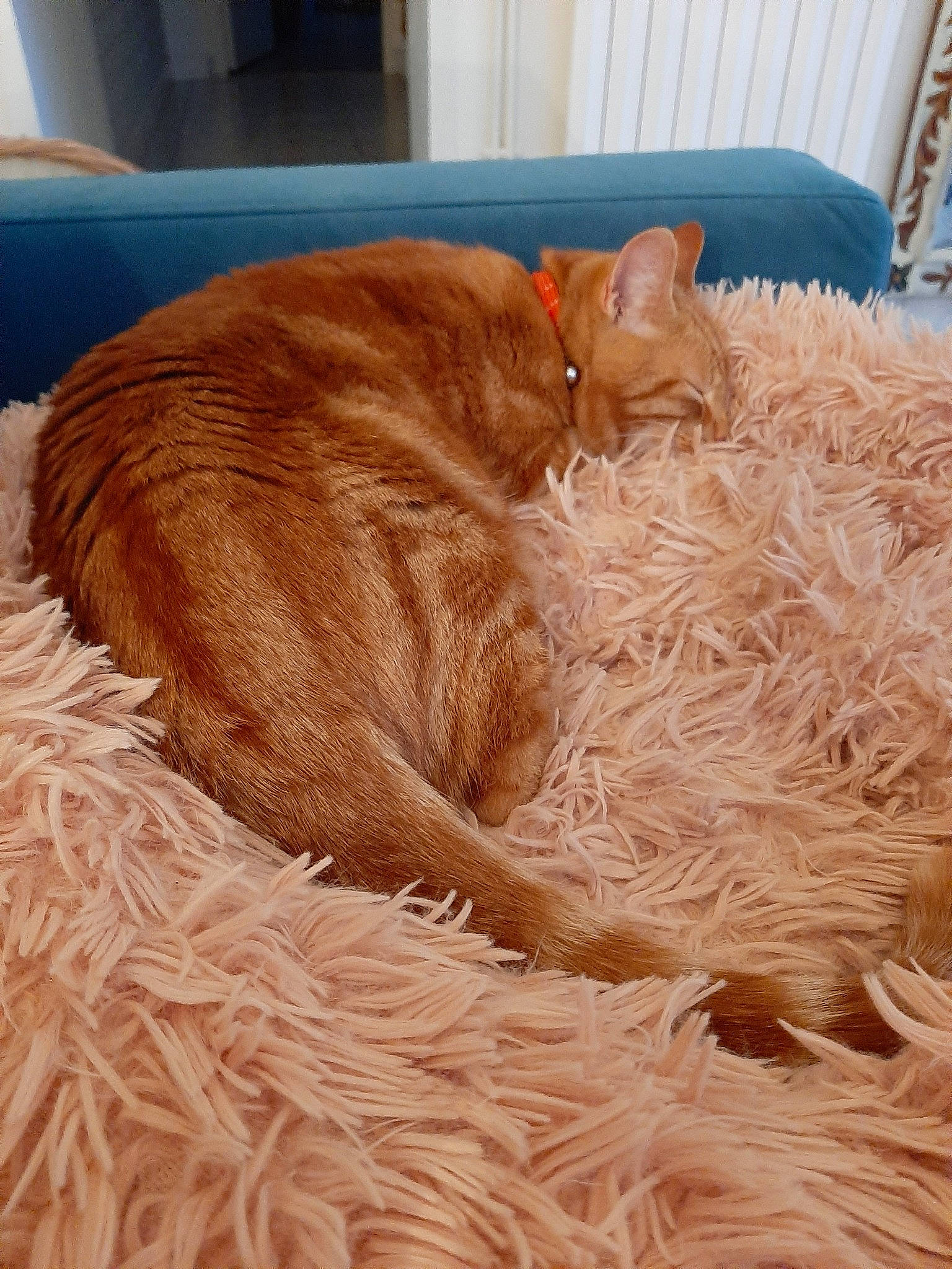 Chucky participe au concours pour gagner de l'argent avec cette photo : carnivore, cat, european_shorthair, fawn, felidae, fur, german_rex, kitten, small_to_medium_sized_cats, somali, tabby_cat, tail, whiskers