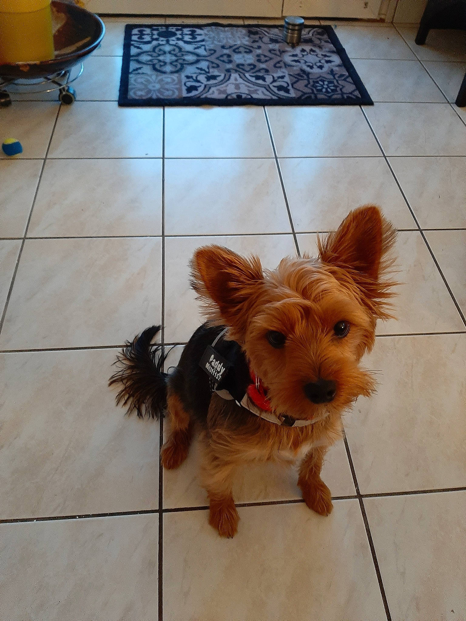 Paddy a rejoint le concours — aidez-le/la à gagner de superbes lots ! australian_silky_terrier, australian_terrier, cairn_terrier, canidae, carnivore, companion_dog, dog, dog_breed, floor, flooring, mammal, norfolk_terrier, norwich_terrier, small_terrier, snout, terrier, tile, toy_dog, yorkipoo, yorkshire_terrier