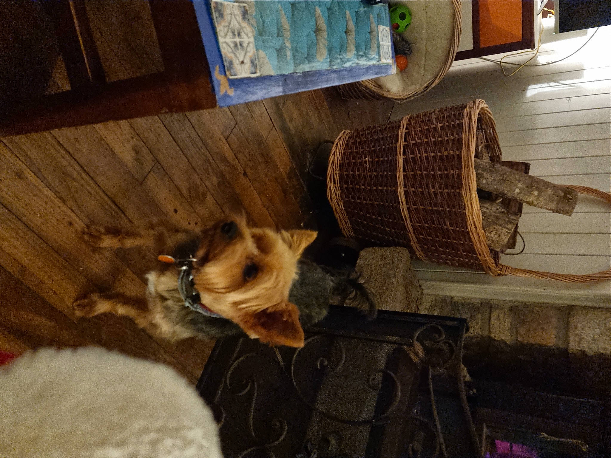 Paddy a rejoint le concours — aidez-le/la à gagner de superbes lots ! antique, artifact, carnivore, cat, companion_dog, dog_breed, domestic_short_haired_cat, fawn, felidae, flooring, fur, hardwood, house, paw, room, small_to_medium_sized_cats, tail, whiskers, wood, wood_stain