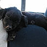 Ryder is registered to the contest to win money with this photo: puppy, dog, sleeping, black_fur, car_seat, paw, cute, pet, resting, animal, inside_car, snuggling, cozy, close_up, young_dog, companion, transport, domestic_animal, adorable, fur