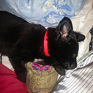 Ryder joined the competition — help win amazing prizes! puppy, dog, sleeping, red_collar, hat, camouflage, blanket, fabric, cozy, resting, indoors, cute, pet, black_dog, fur, nap, comfort, animal, closeup, home