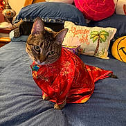 Aja is registered to the contest to win money with this photo: cat, tabby, pet, animal, red_outfit, embroidered_clothing, costume, sitting, bed, bedroom, pillows, cushions, plush_toys, smiley_face, lightning_bolt, indoor, portrait, whiskers, collar, decorative_background
