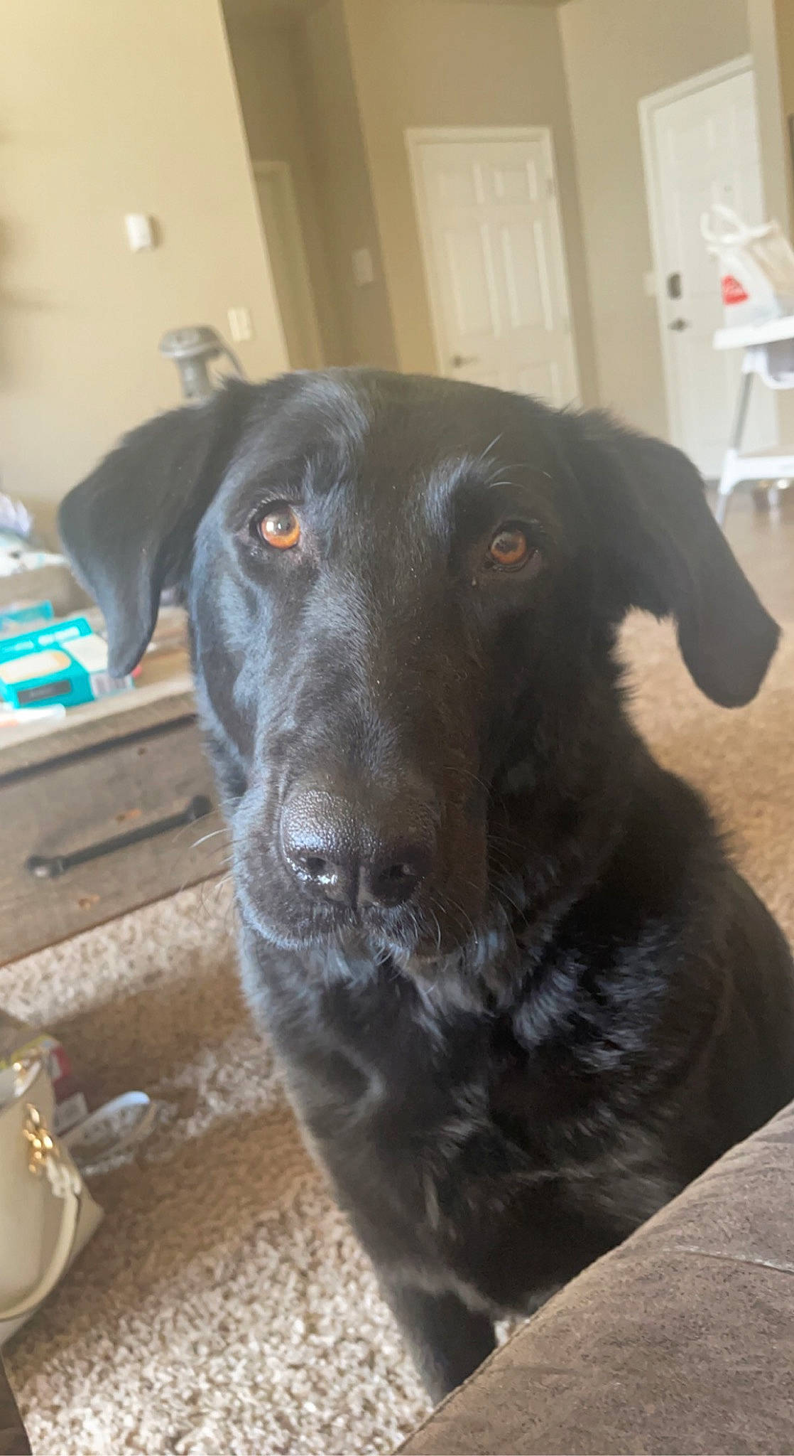 Buddy Jo joined the competition — help win amazing prizes! borador, canidae, carnivore, collar, companion_dog, dog, dog_breed, flooring, fur, guard_dog, gun_dog, hunting_dog, labrador_retriever, liver, retriever, snout, sporting_group, whiskers, working_animal